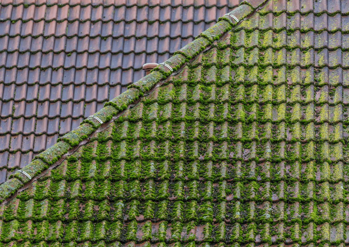 Les Pros Normands - maison en construction